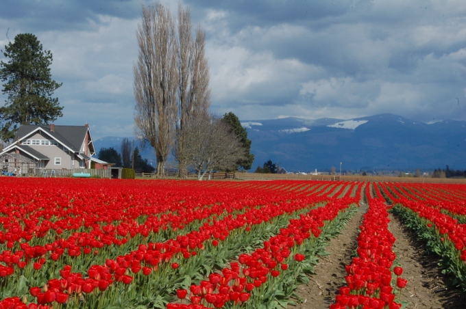 the red tulip fields of Skagit County, Washington